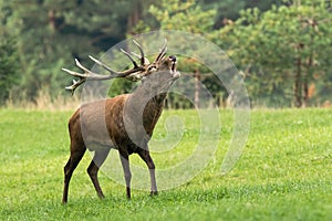 Red deer roaring on green meadow in autumn environment