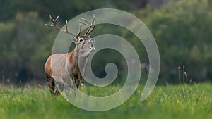 Red deer roaring on green meadow in summertime nature