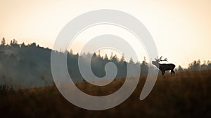 Red deer roaring on hills in autumn nature panoramatic.