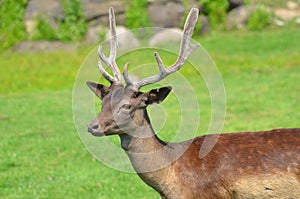 Red deer are ruminants, characterized by an even number of toes,