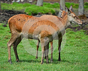 Red deer are ruminants