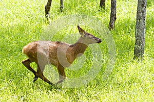 A Red deer running through a field of deer ticks in summer in Canada