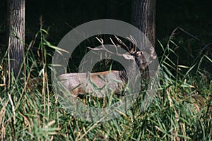 Red deer in runting season