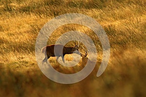 Red Deer during the rut