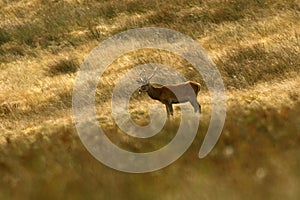 Red Deer during the rut