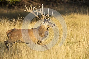 Red Deer Rut