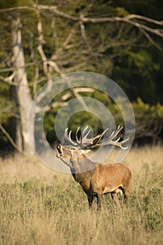 Red Deer Rut