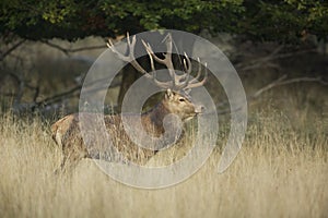 Red Deer Rut