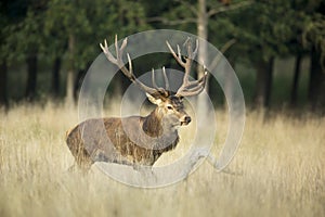 Red Deer Rut