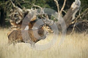 Red Deer Rut