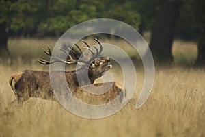 Red Deer Rut