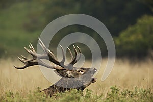 Red Deer Rut