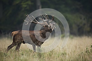 Red Deer Rut