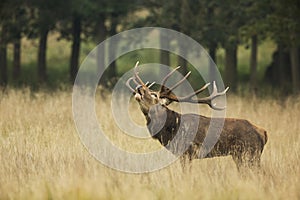 Red Deer Rut photo