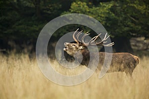 Red Deer Rut photo