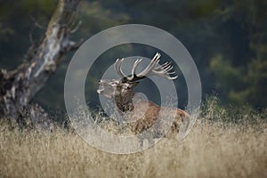 Red Deer Rut photo