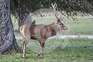 Red deer rut season,