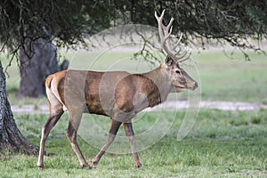 Red deer rut season,