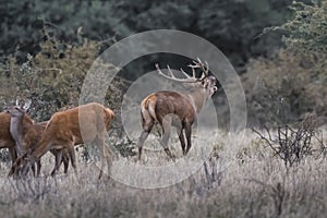 Red deer rut season,