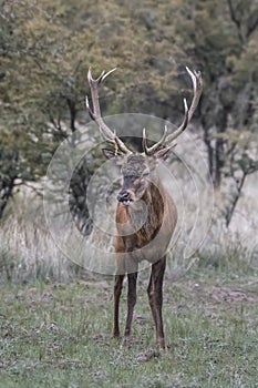 Red deer rut season,