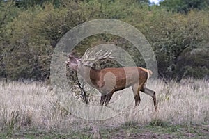 Red deer rut season,