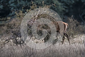 Red deer rut season,