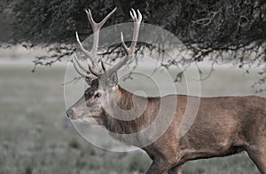 Red deer rut season,