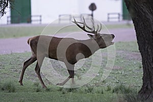 Red deer rut season,