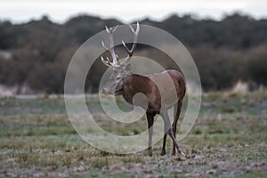 Red deer rut season,