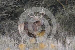 Red deer rut season,