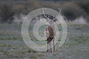 Red deer rut season,