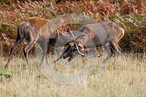 Red deer rutting.