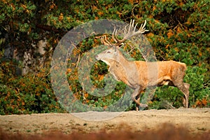 Red deer, rutting season, Hoge Veluwe, Netherlands. Deer stag, bellow majestic powerful adult animal outside wood, big animal in