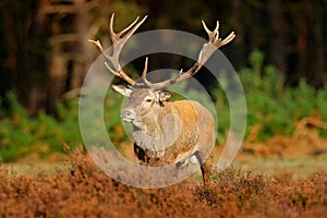 Red deer, rutting season, Hoge Veluwe, Netherlands. Deer stag, bellow majestic powerful animal outside wood, big animal in forest
