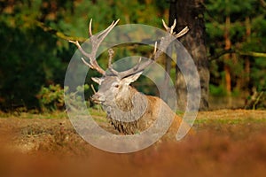 Red deer, rutting season, Hoge Veluwe, Netherlands. Deer stag, majestic powerful animal outside the wood, big animal in forest