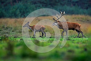 Red deer, rutting season, Hoge Veluwe, Netherlands. Deer stag, majestic powerful animal outside the wood, big animal in forest