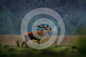 Red deer, rutting season, Hoge Veluwe, Netherlands. Deer stag, majestic powerful animal outside the wood, big animal in forest