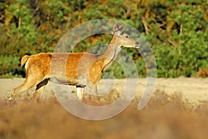 Red deer, rutting season, Hoge Veluwe, Netherlands. Deer stag, majestic powerful animal outside the wood, big animal in forest