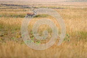 Red deer, rutting season, Hoge Veluwe, Netherlands. Deer stag, majestic powerful animal outside the wood, big animal in forest