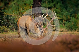 Red deer, rutting season, Hoge Veluwe, Netherlands. Deer stag, majestic powerful animal outside the wood, big animal in forest