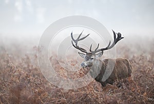 Red Deer during rutting season on a misty autumn morning