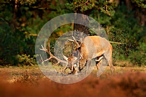 Red deer, rutting season, mud clay water bath. Deer stag, bellow majestic powerful adult animal outside wood, big animal in forest