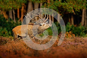 Red deer, rutting season in NP Hoge Veluwe, Netherlands. Deer stag, bellow majestic powerful adult animal outside wood, big anima