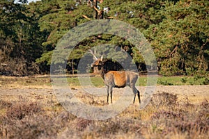 Red Deer, Deer in the Rutting season photo