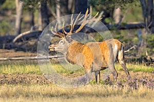 Red deer rutting season Veluwe