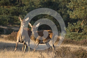 Red deer in a scenic National Park De Hoge Veluwe