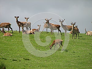 Red Deer Scottish Highlands
