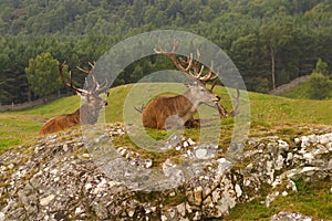 Red deer, Scottish Highlands