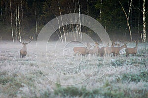 Red deer and several doe on the field in a foggy early morning