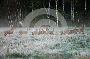 Red deer and several doe running across the field in a foggy mo